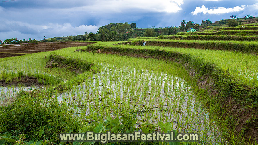 Bindoy - Bulod Rice Terraces - Negros Oriental