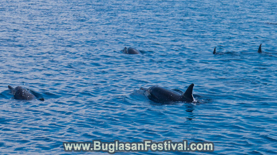 Dolphins in Bais City - Negros Oriental